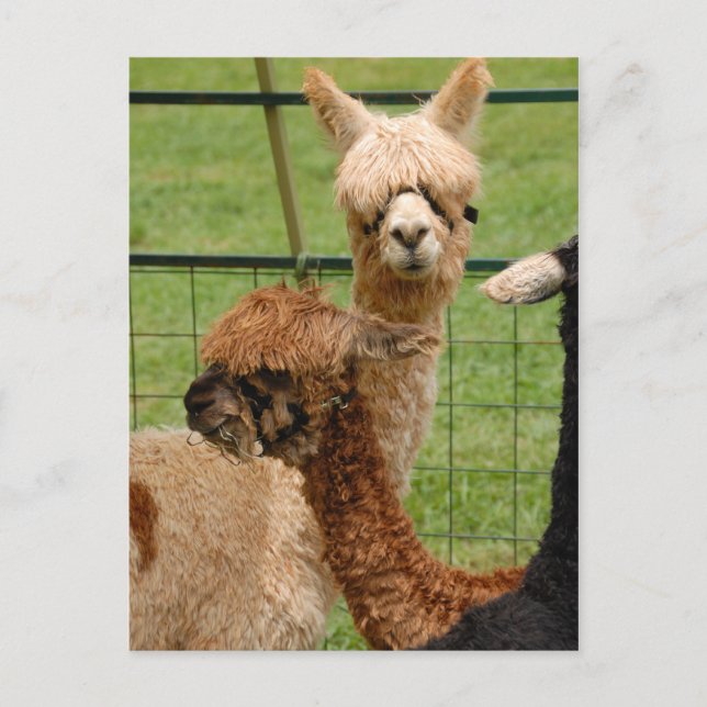 Alpacas Postcard (Front)