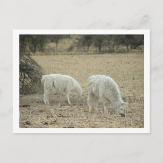 alpacas postcard