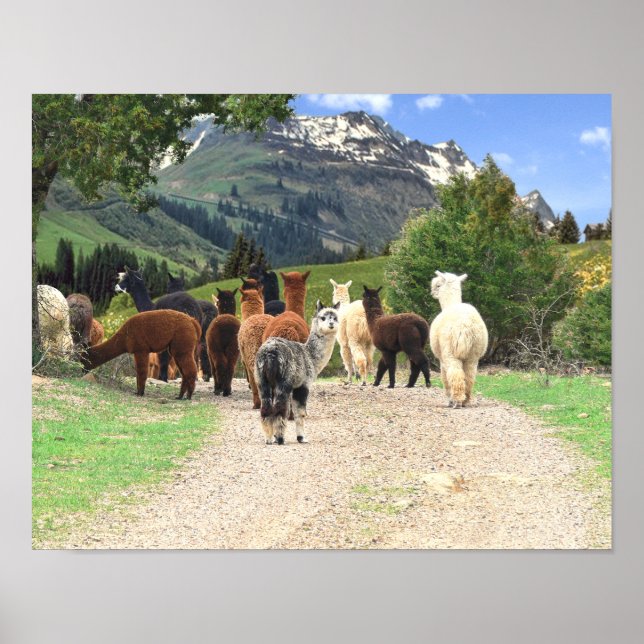 Alpacas Poster (Front)