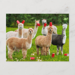 Alpacas With Red Cups Invitation Postcard