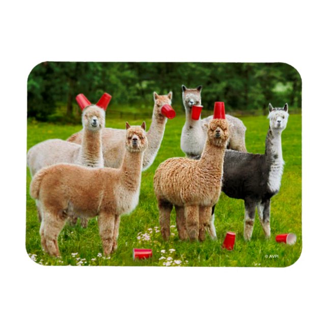 Alpacas With Red Cups Magnet (Horizontal)