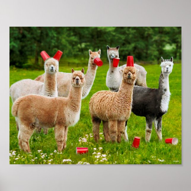 Alpacas With Red Cups Poster (Front)