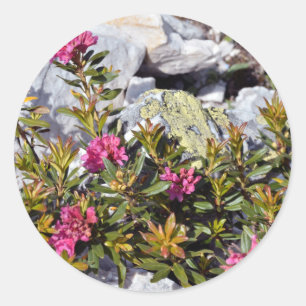Alpenrose flower in the French Alps Classic Round Sticker
