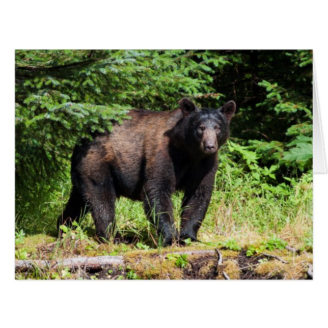 Alpha Black Bear (Front Horizontal)