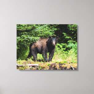 Alpha Black Bear Canvas Print