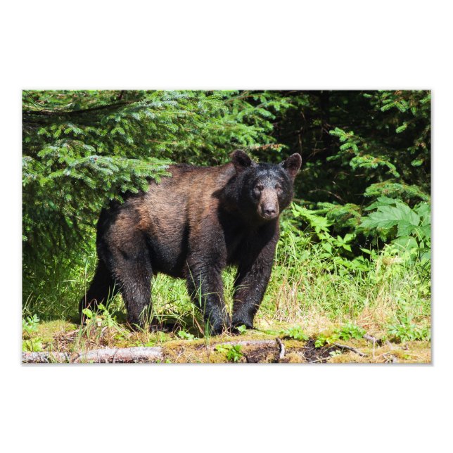 Alpha Black Bear Photo Print (Front)