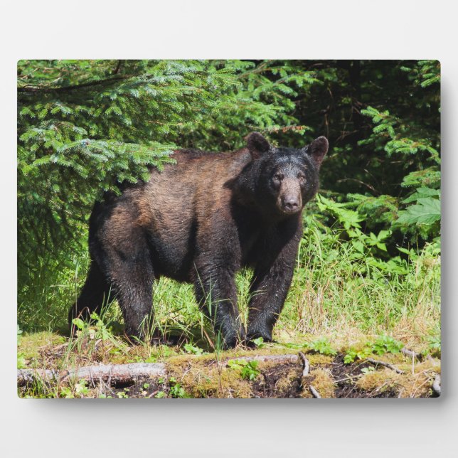 Alpha Black Bear Plaque (Front)