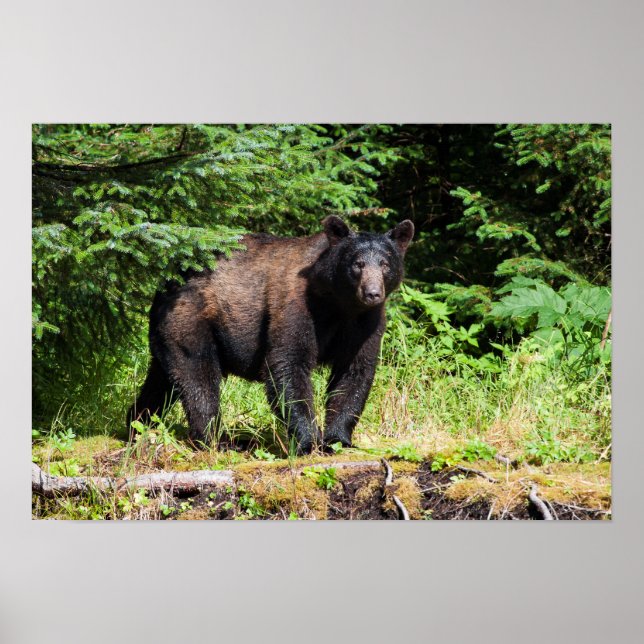Alpha Black Bear Poster (Front)