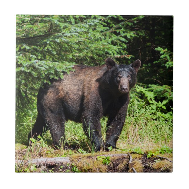 Alpha Black Bear Tile (Front)