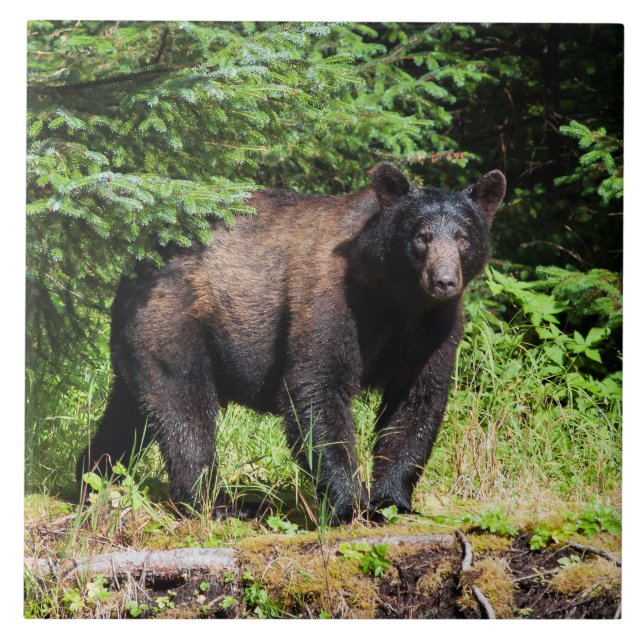 Alpha Black Bear Tile (Front)