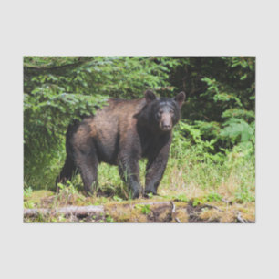 Alpha Black Bear Tissue Paper