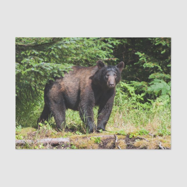 Alpha Black Bear Tissue Paper (Front)