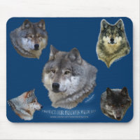 Alpha Grey Wolf Wildlife Supporter Collection