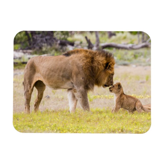 Alpha male lion inspects cub magnet (Horizontal)