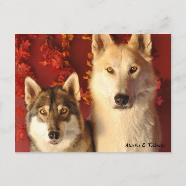 Alpha Wolves Fall Postcards (Front)