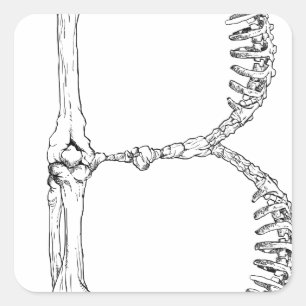 Alphabet Bone Letter B Square Sticker