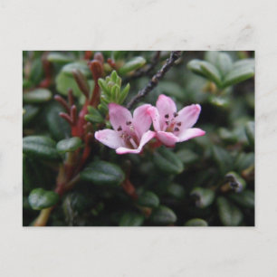 Alpine Azalea Blossoms, Unalaska Island Postcard