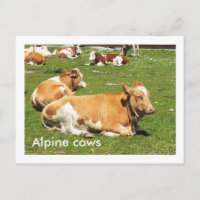 Alpine cows