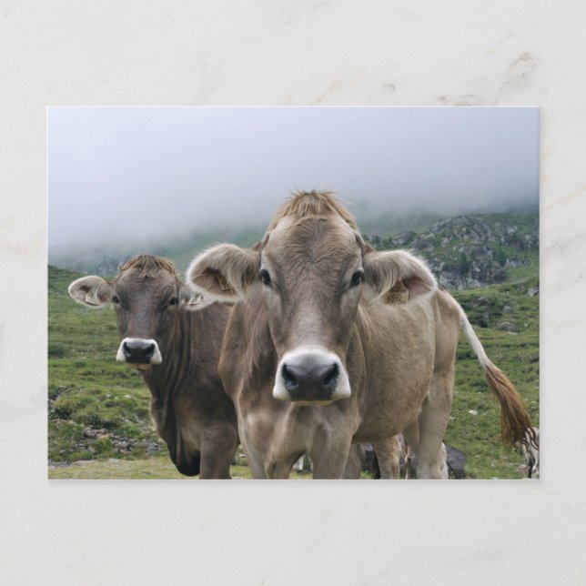 Alpine cows postcard (Front)