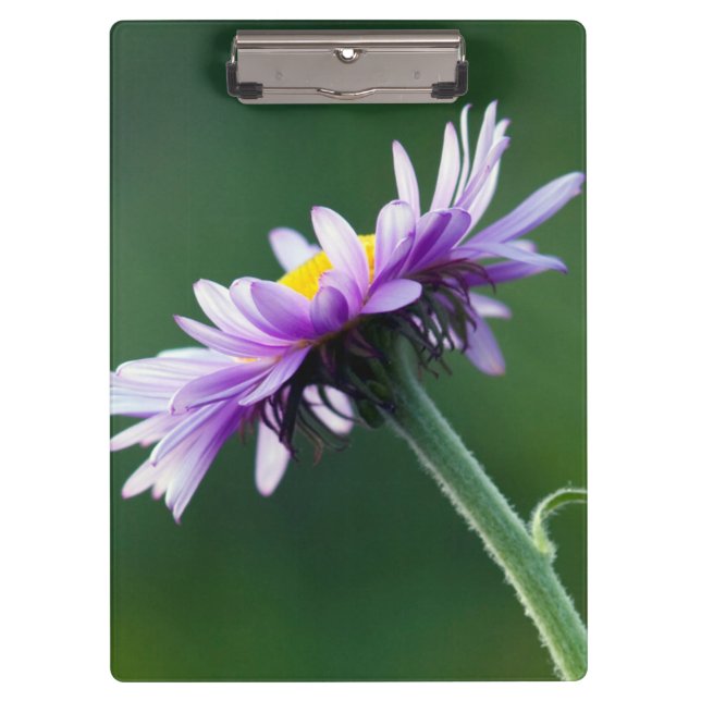 Alpine Daisy Clipboard (Front)