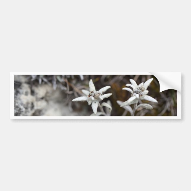 Alpine Edelweiss Bumper Sticker (Front)