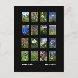 Alpine flowers postcard