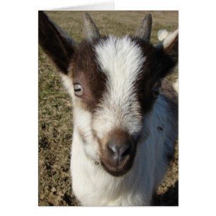 Alpine Goat Kid