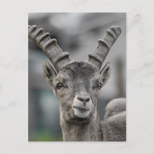 Alpine ibex Portrait Postcard (Front)