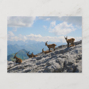 Alpine Ibex Wild Mountain Goats Postcard