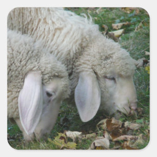 Alpine Lop-Eared Sheep Stickers