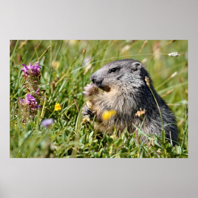 Alpine marmot eating flower poster (Front)