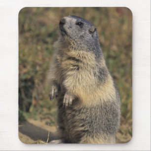 Alpine Marmot, Marmota marmota, adult standing Mouse Pad