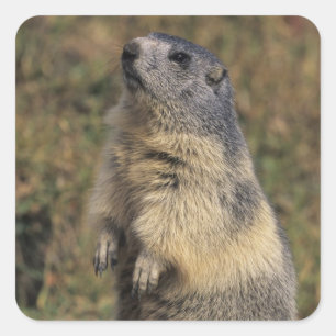 Alpine Marmot, Marmota marmota, adult standing Square Sticker