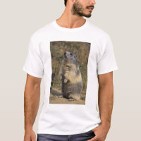Alpine Marmot, Marmota marmota, adult standing