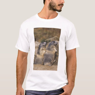 Alpine Marmot, Marmota marmota, adults, Saas T-Shirt