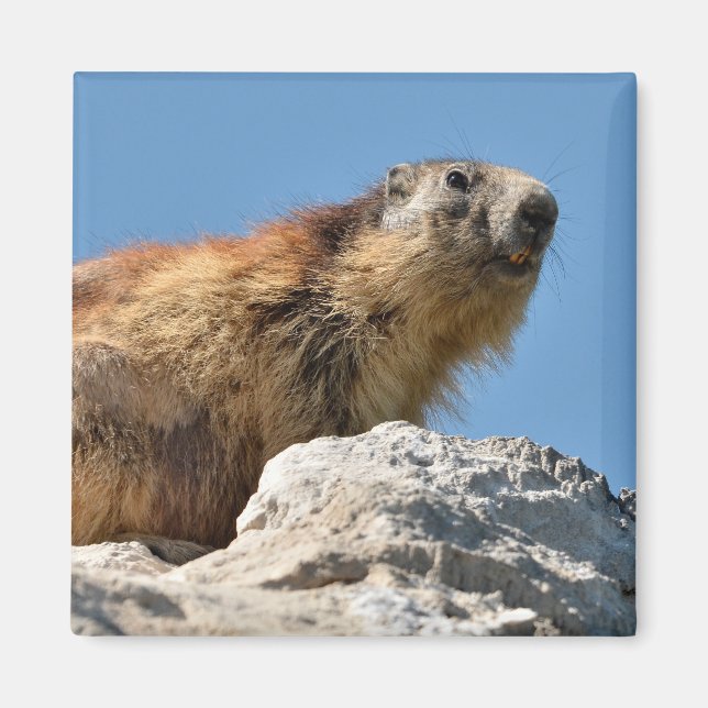 Alpine marmot on rock magnet (Front)
