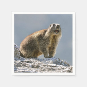 Alpine marmot on rock napkin