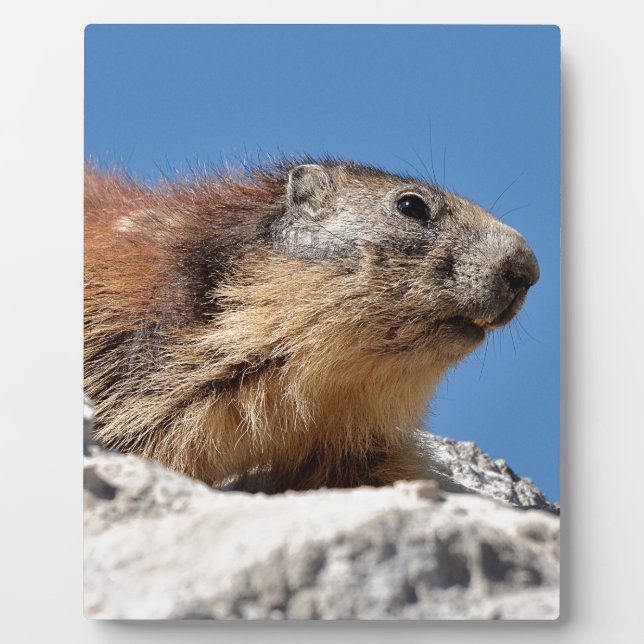 Alpine marmot on rock plaque (Front)