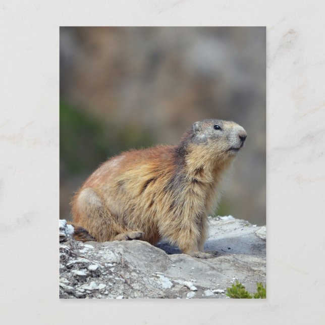 Alpine marmot on rock postcard (Front)