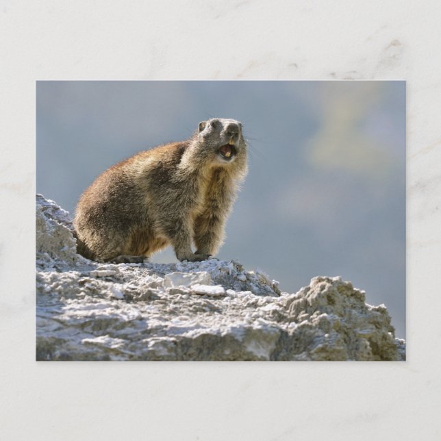 Alpine marmot on rock postcard (Front)