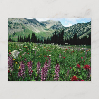 Alpine meadow in the Pasayten Wilderness, Californ Postcard