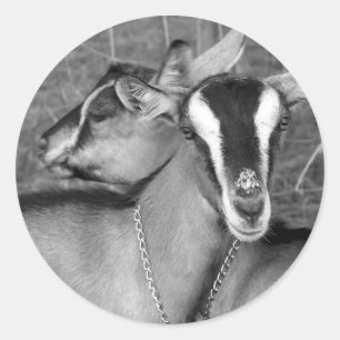 Alpine/Oberhasli goat does sisters photograph bw Classic Round Sticker