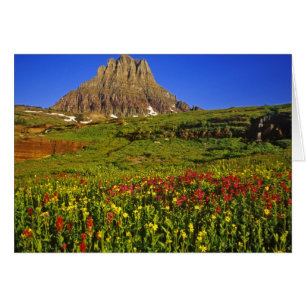 Alpine wildflowers at Logan Pass in Glacier