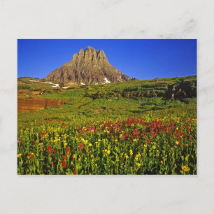 Alpine wildflowers at Logan Pass in Glacier Postcard
