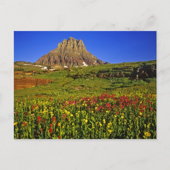 Alpine wildflowers at Logan Pass in Glacier Postcard (Front)