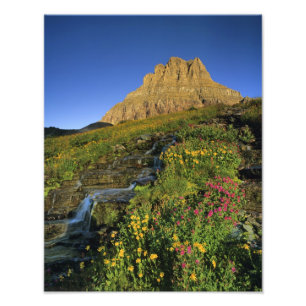 Alpine wildflowers & Mt Clements at Logan Pass Photo Print