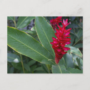 Alpinia Purpurata, Bucerias Postcard