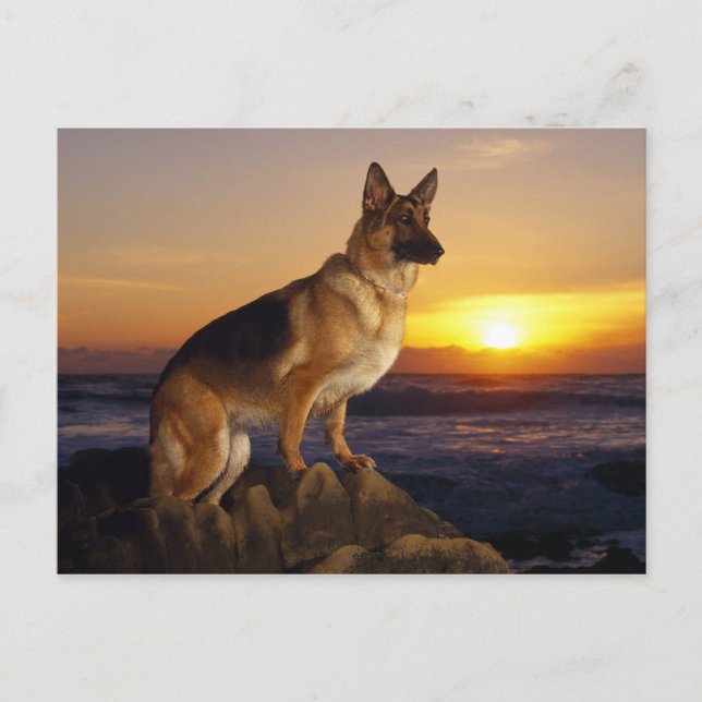 Alsatian dog animal postcard (Front)