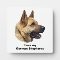 Alsatian German shepherd dog portrait