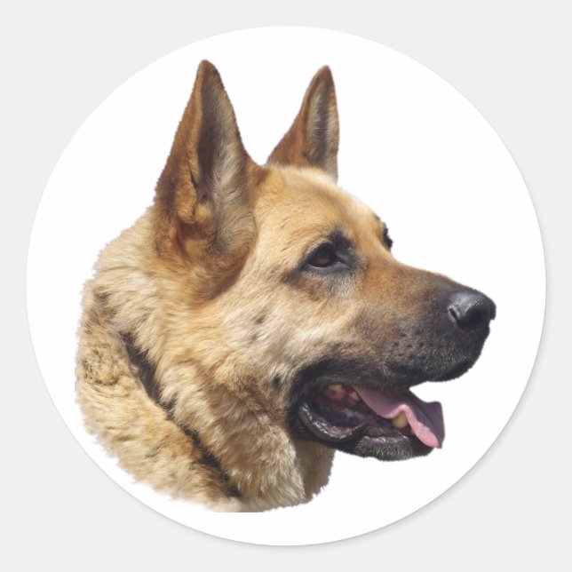 Alsatian German shepherd portrait Classic Round Sticker (Front)